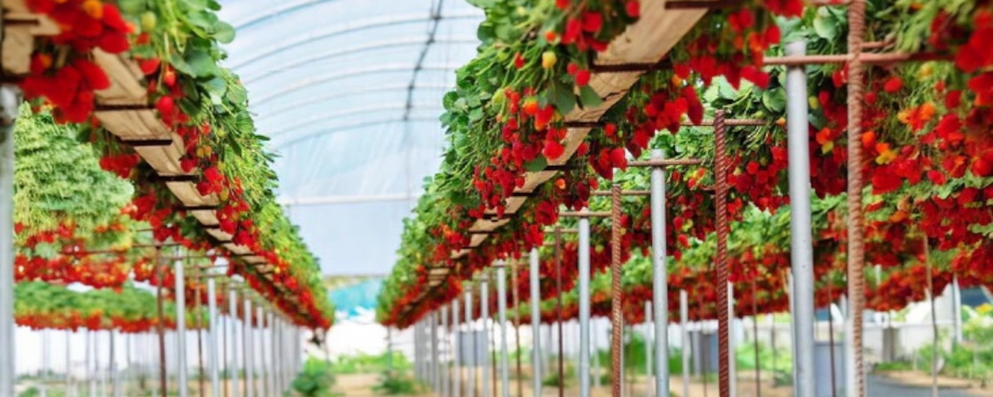 What Are Hydroponic Strawberries ?