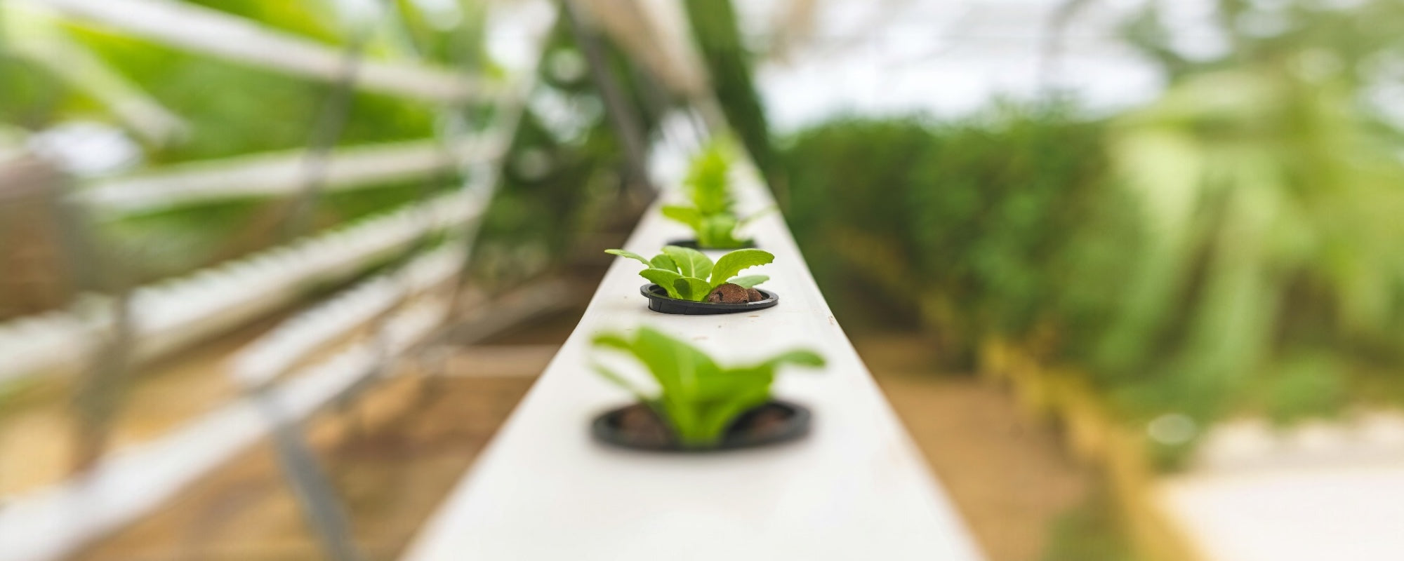 Hydroponic farm 