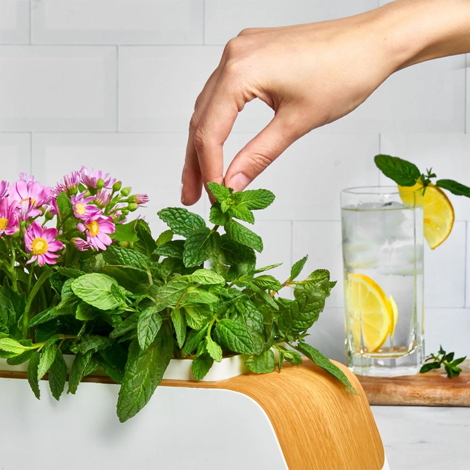 The New Gardener Hydroponic Indoor Garden with mint and pink flowers