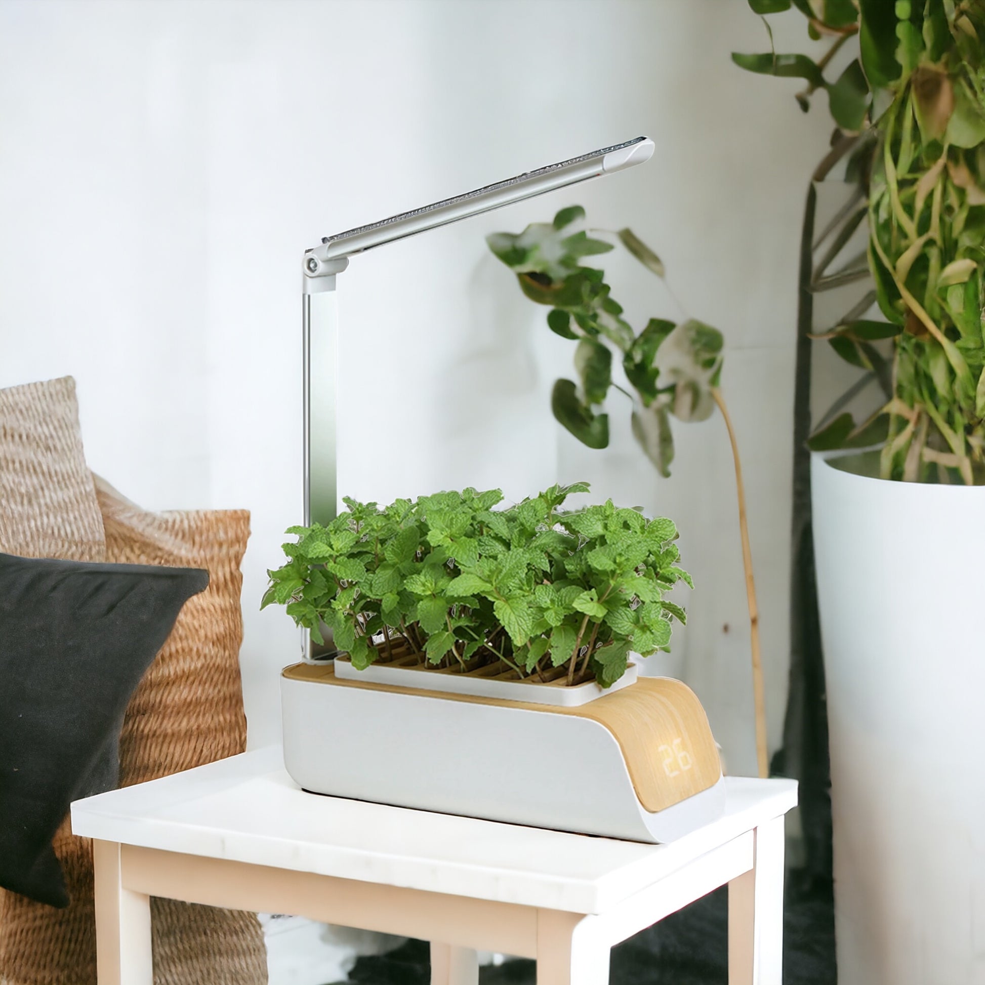 picture of our Hydroponic Indoor garden on table